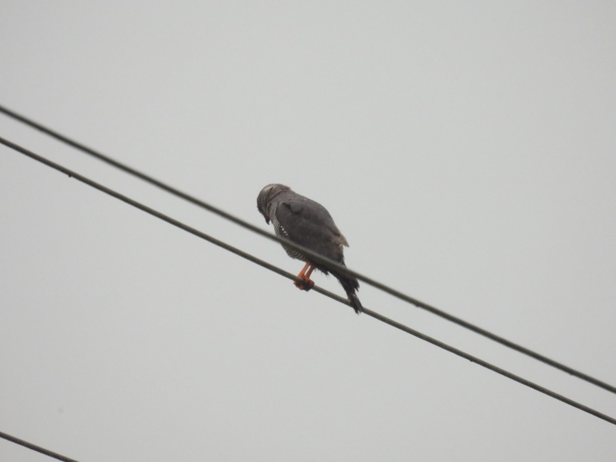 Dark Chanting-Goshawk - James Schofield