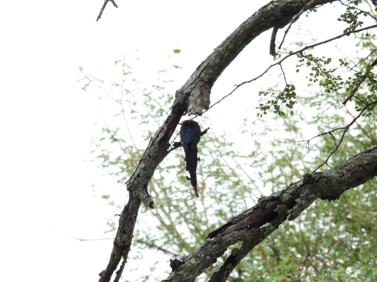 Green Woodhoopoe - James Schofield