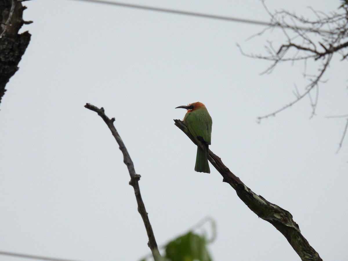 White-fronted Bee-eater - James Schofield