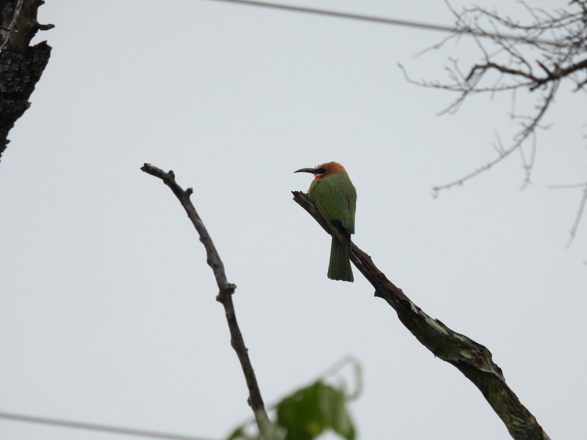 White-fronted Bee-eater - James Schofield