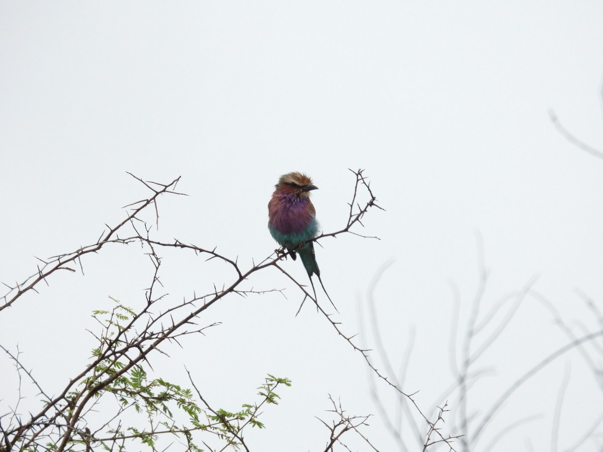 Lilac-breasted Roller - James Schofield