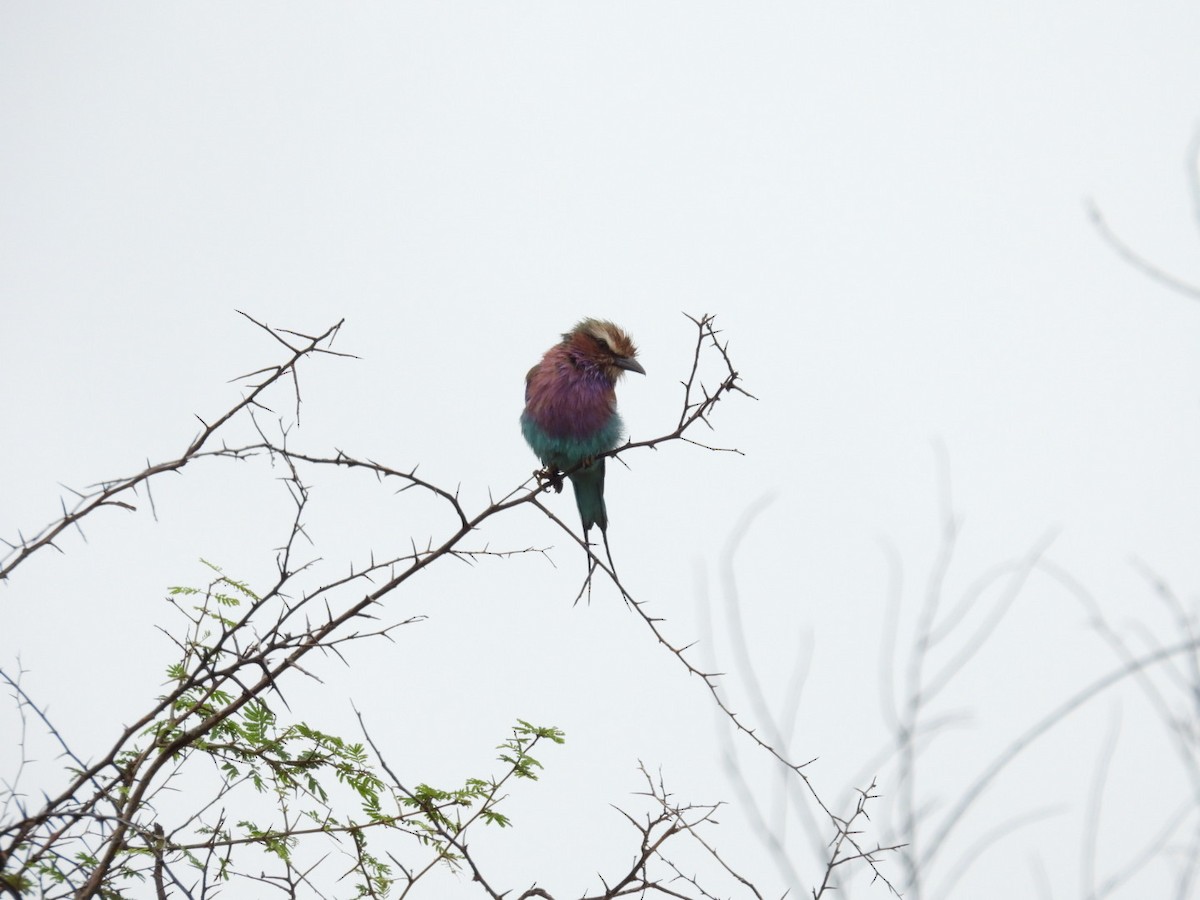 Lilac-breasted Roller - James Schofield