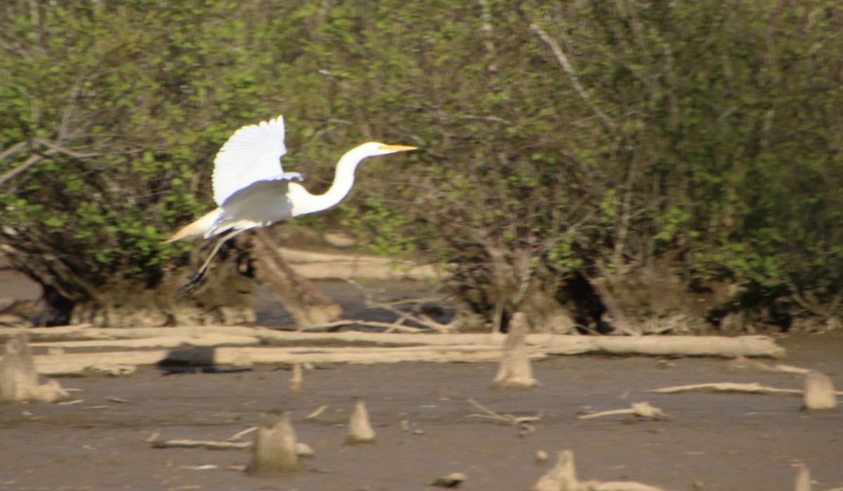 Great Egret - ML617068921