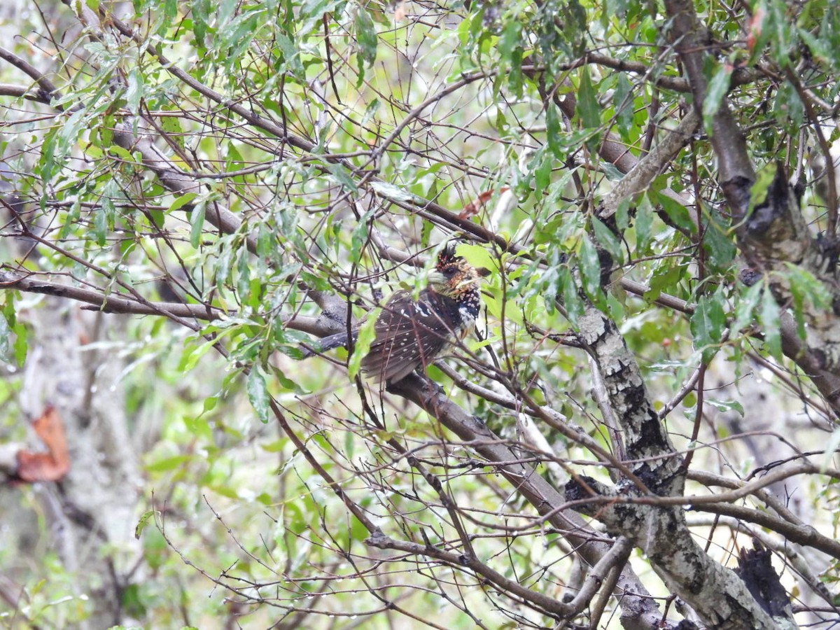 Crested Barbet - James Schofield