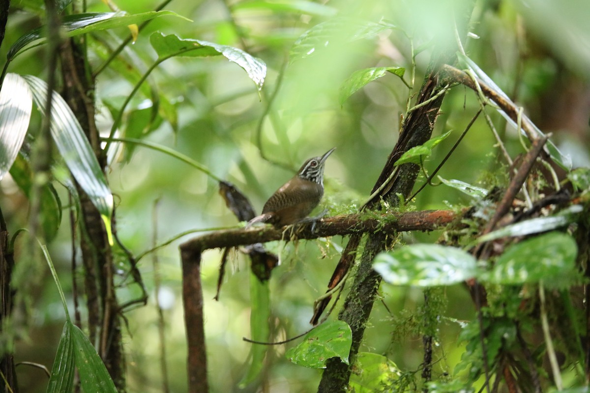 Stripe-breasted Wren - Jeff Sexton