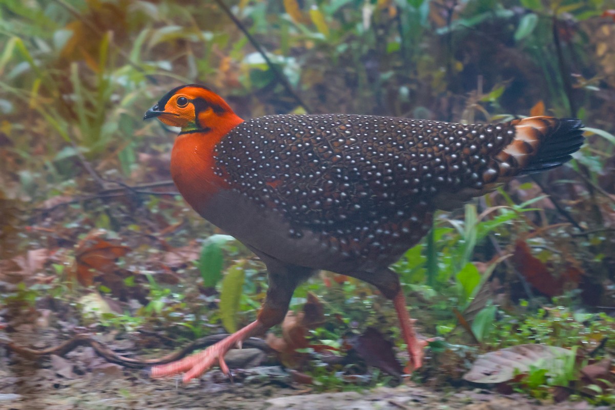 Blyth's Tragopan - ML617068954