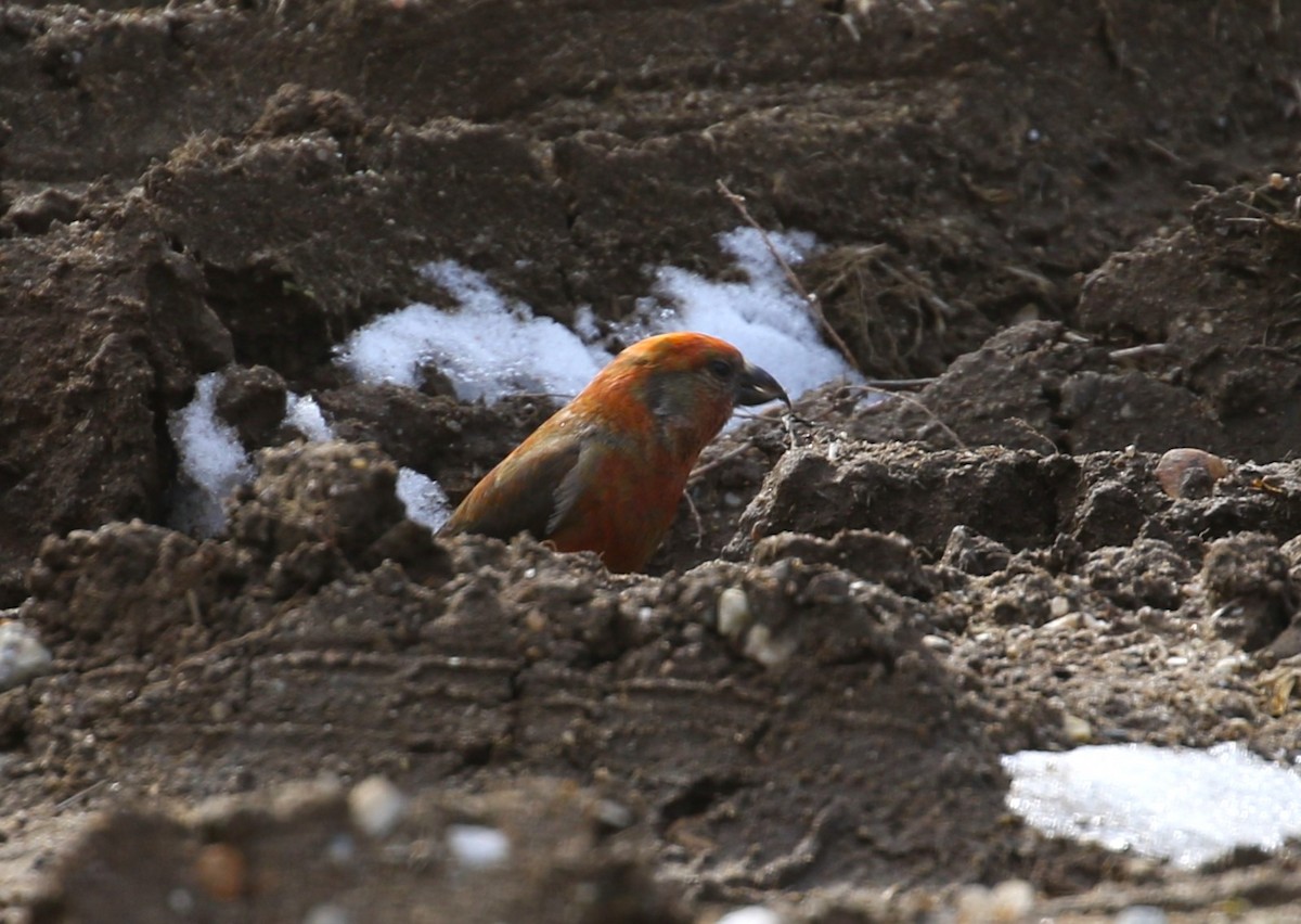 Red Crossbill - ML617068956