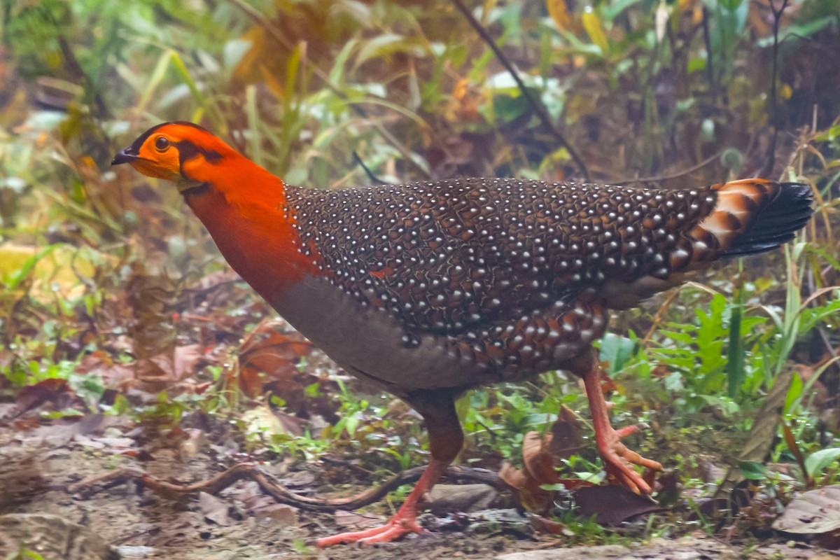 Blyth's Tragopan - ML617068972