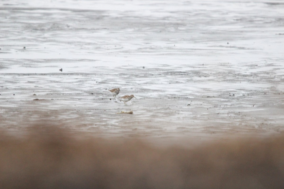 Pectoral Sandpiper - ML617068973