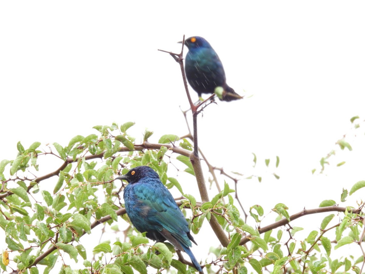 Greater Blue-eared Starling - James Schofield