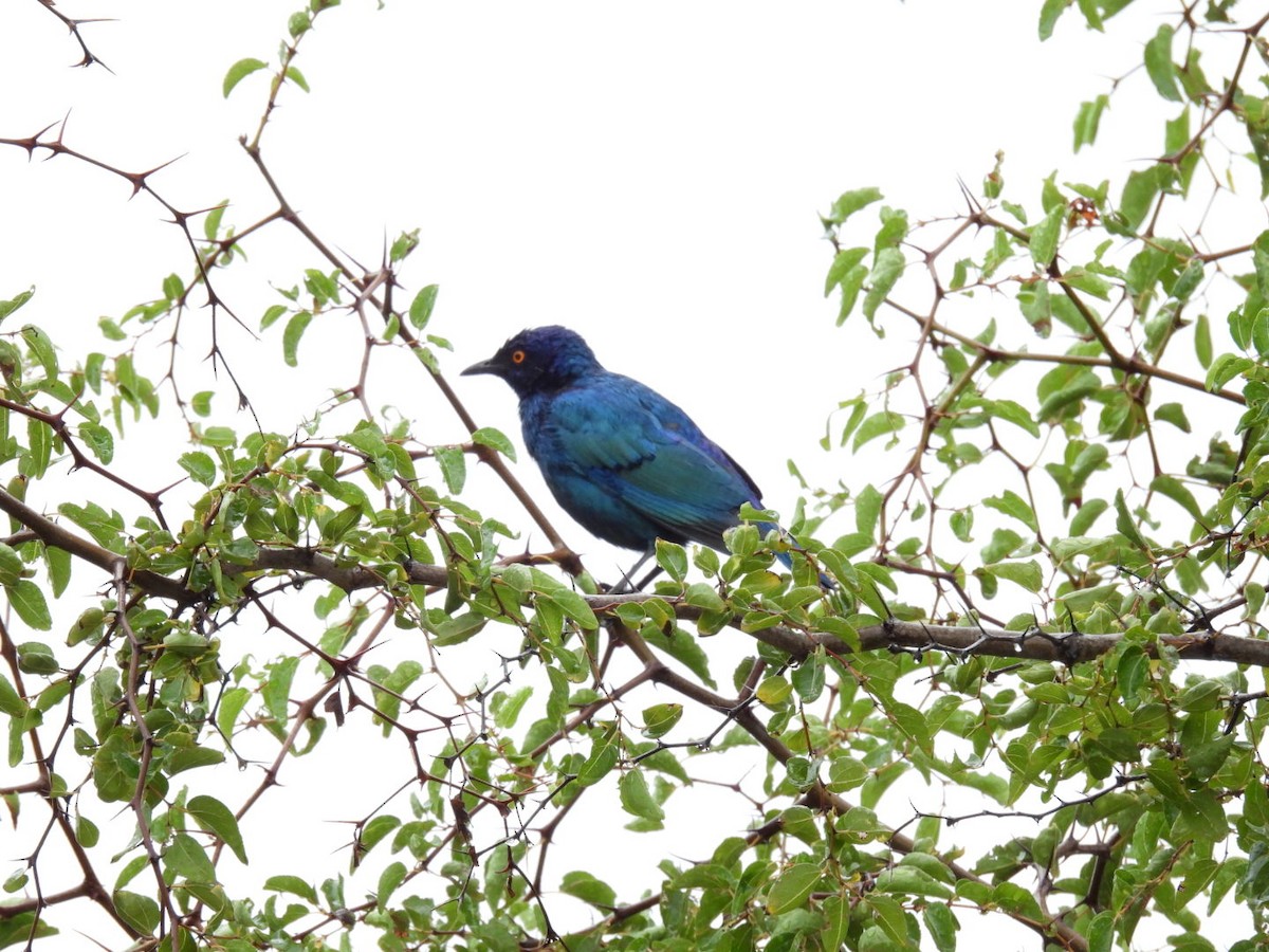 Greater Blue-eared Starling - James Schofield