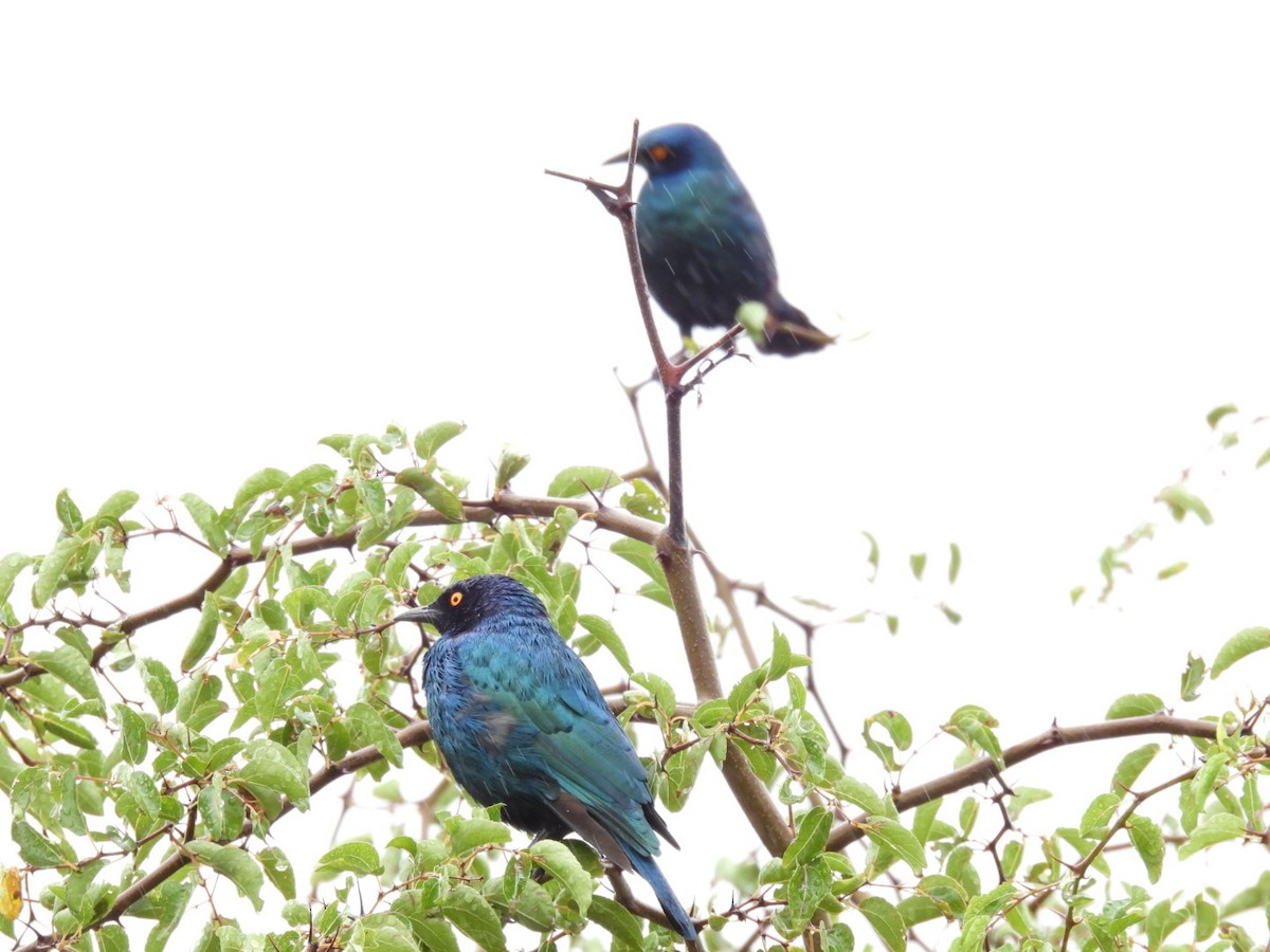 Greater Blue-eared Starling - James Schofield