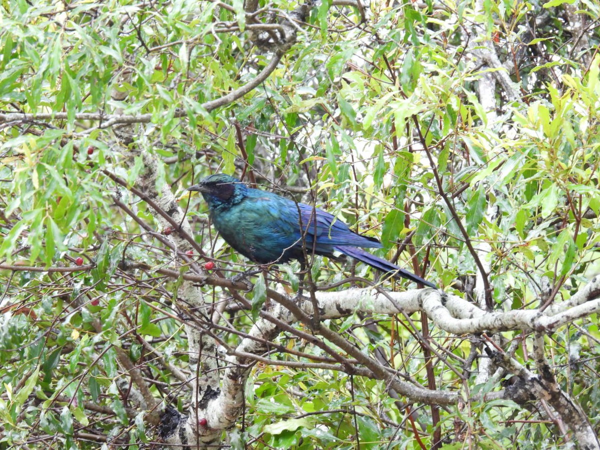 Burchell's Starling - ML617069025