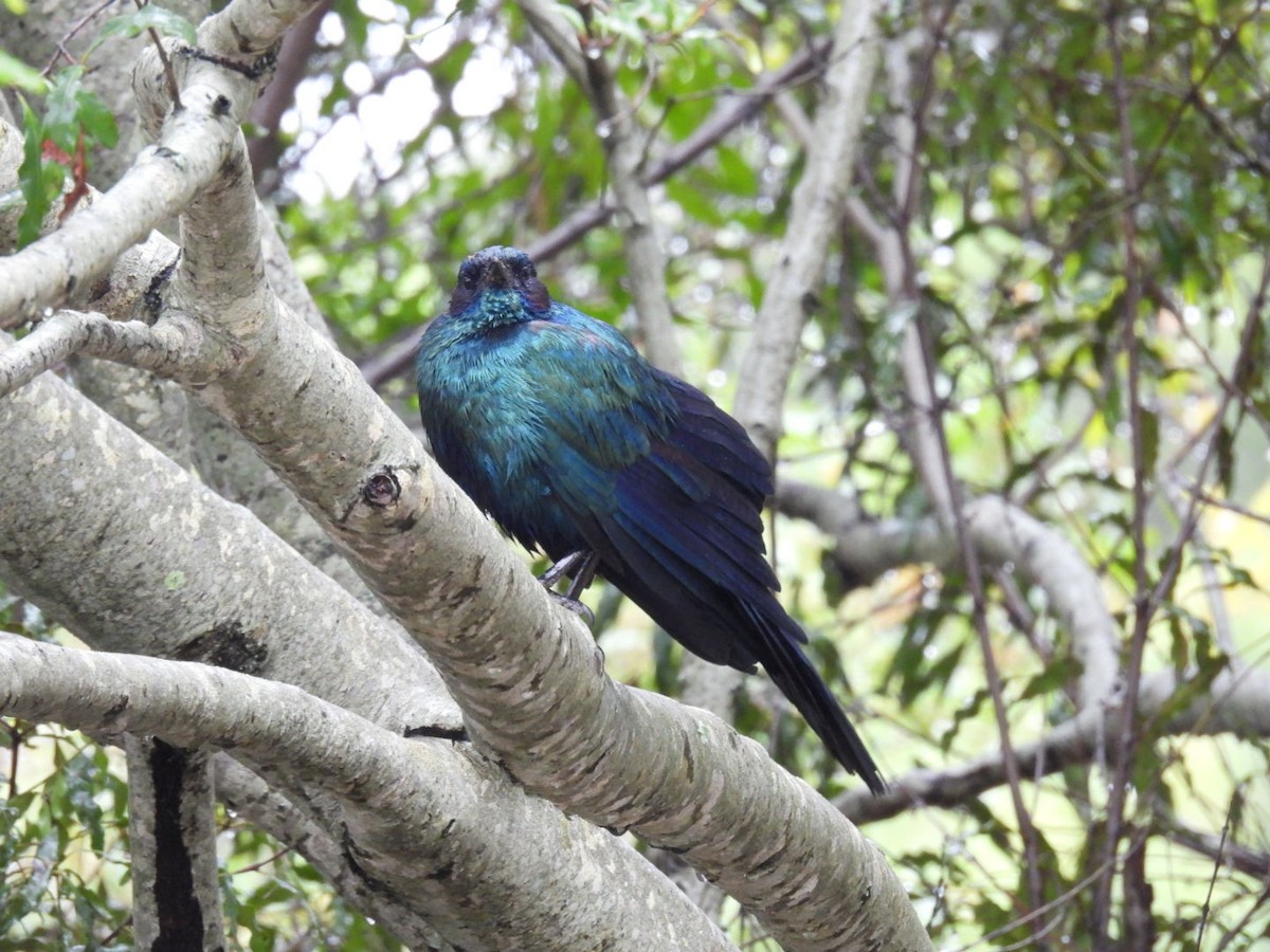 Burchell's Starling - James Schofield