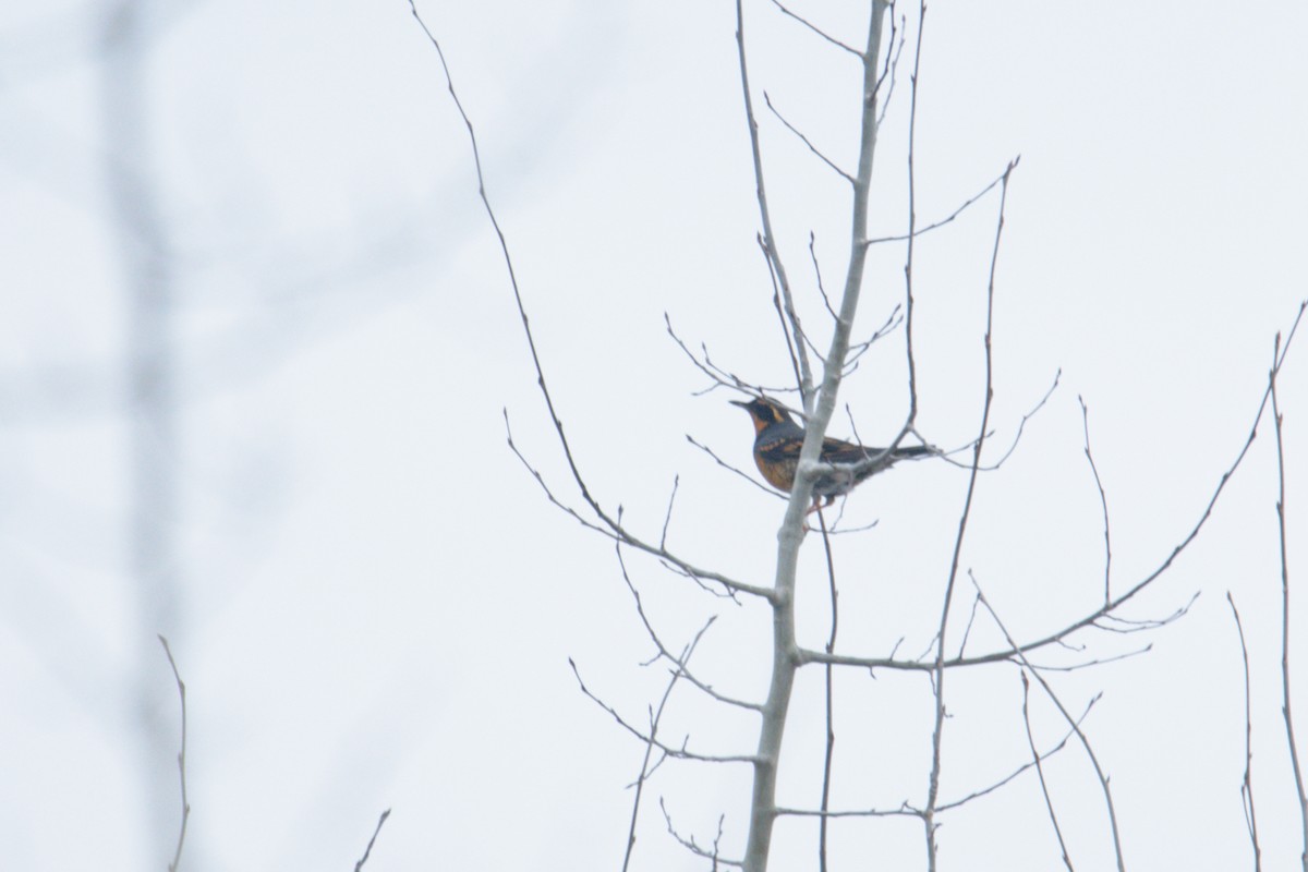 Varied Thrush - ML617069080