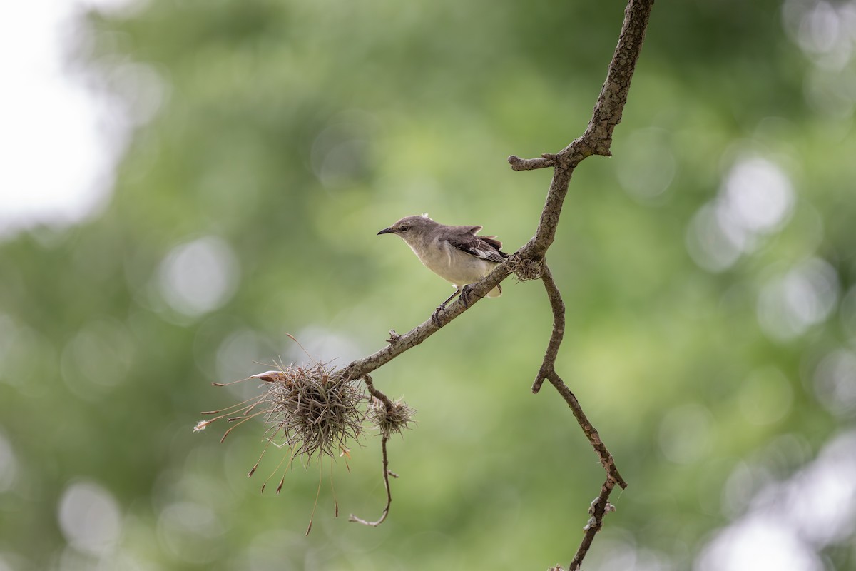 Northern Mockingbird - Charles Thomas