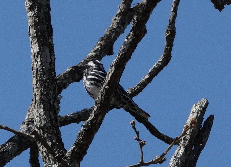 Black-and-white Warbler - Yvonne Homeyer