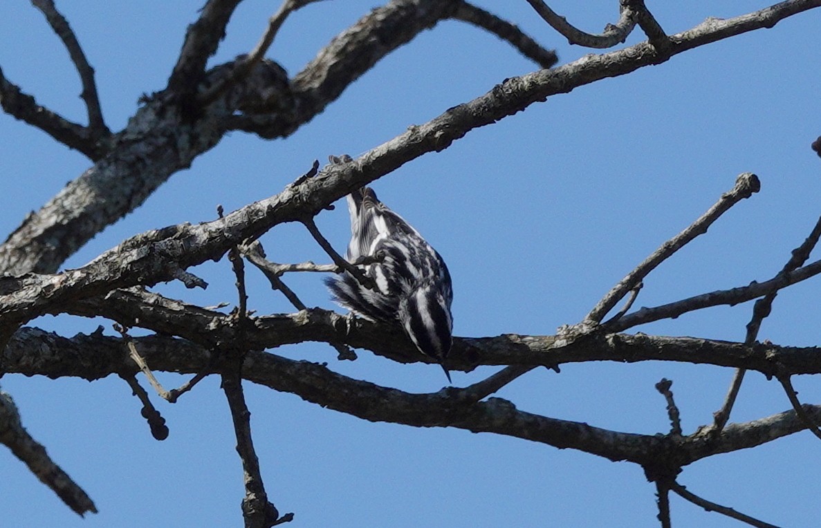 Black-and-white Warbler - Yvonne Homeyer