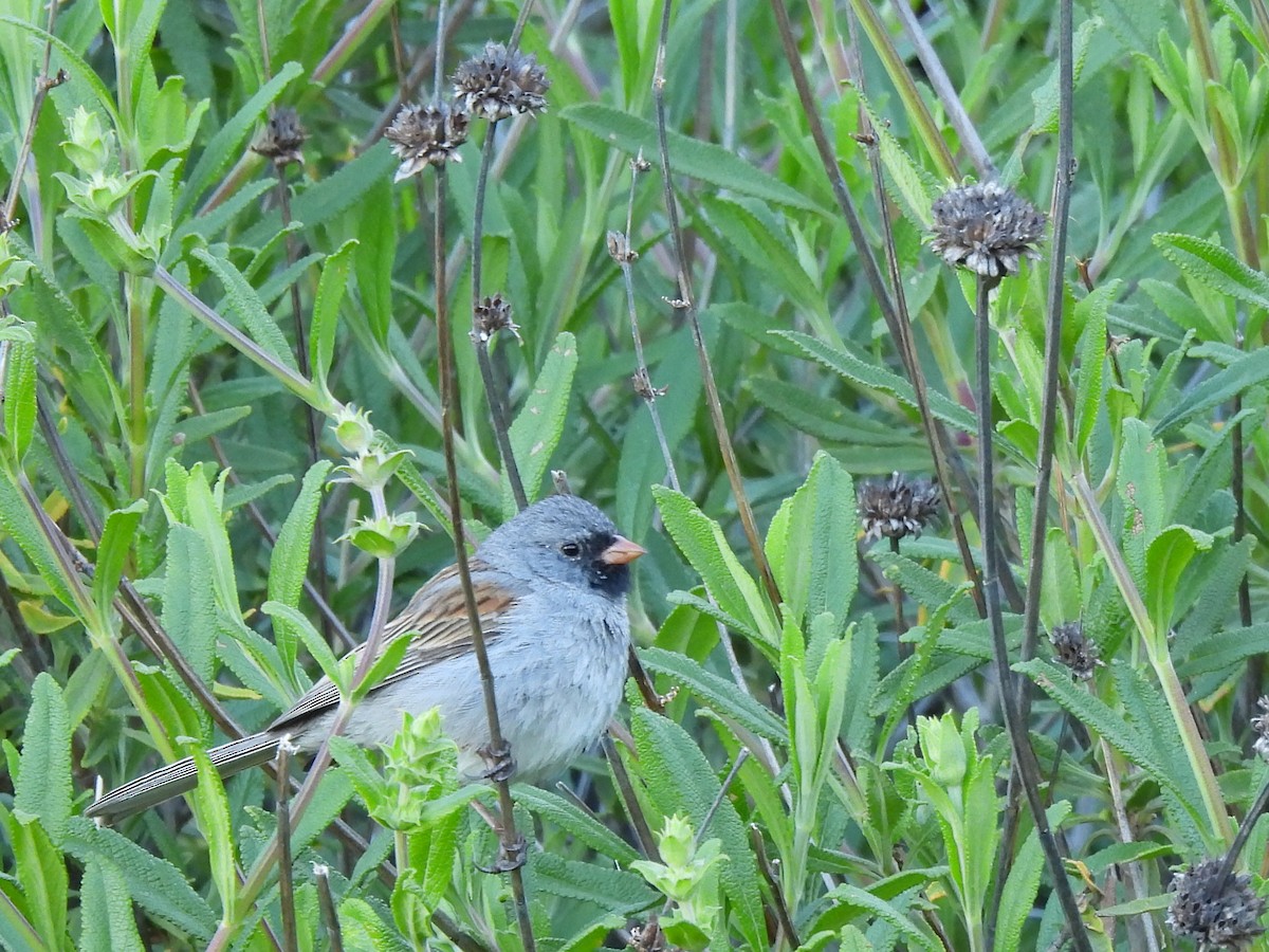 Black-chinned Sparrow - ML617069147