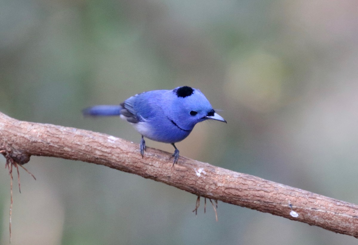 Black-naped Monarch - ML617069164