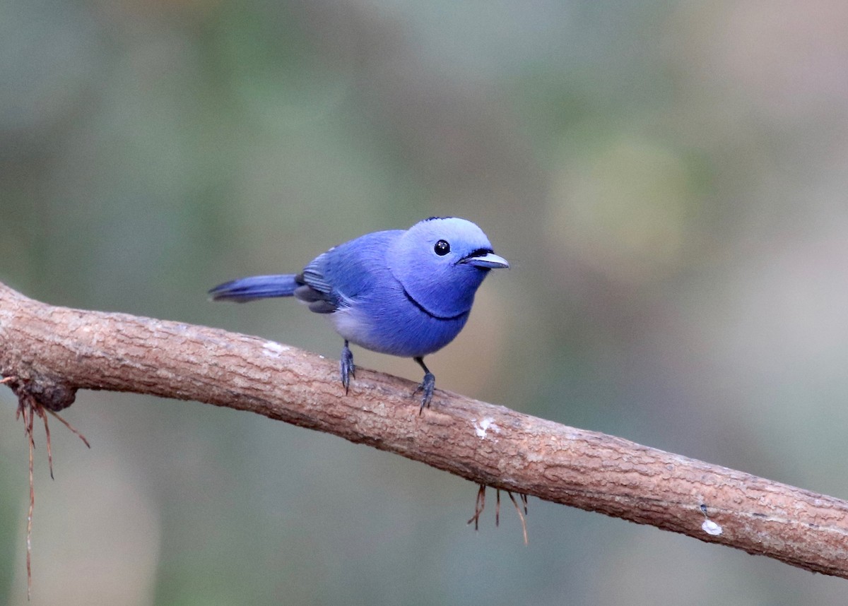 Black-naped Monarch - ML617069166