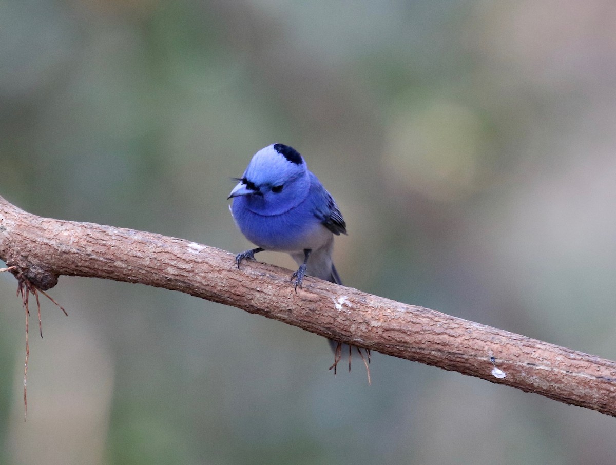 Black-naped Monarch - ML617069167