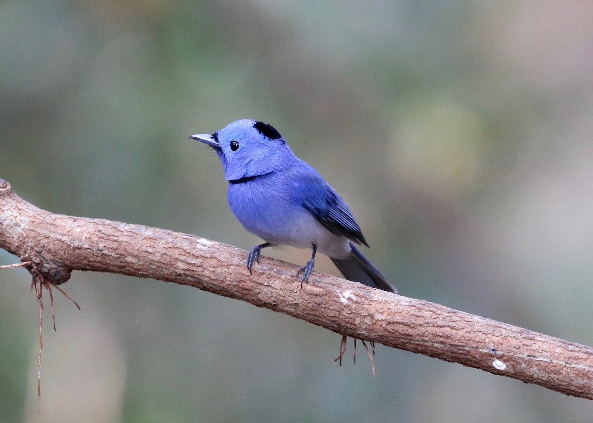 Black-naped Monarch - ML617069171