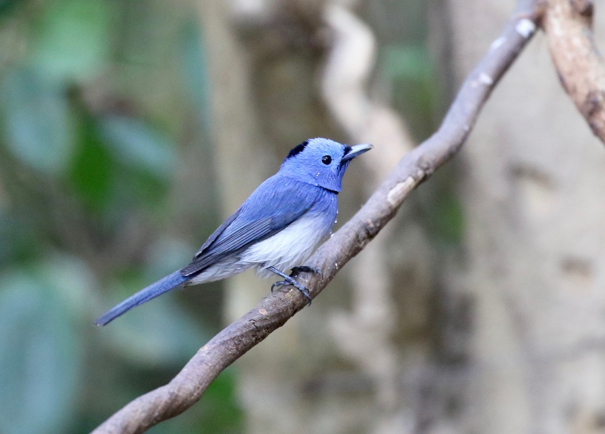 Black-naped Monarch - ML617069174