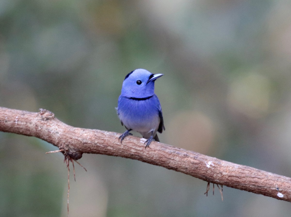 Black-naped Monarch - ML617069175