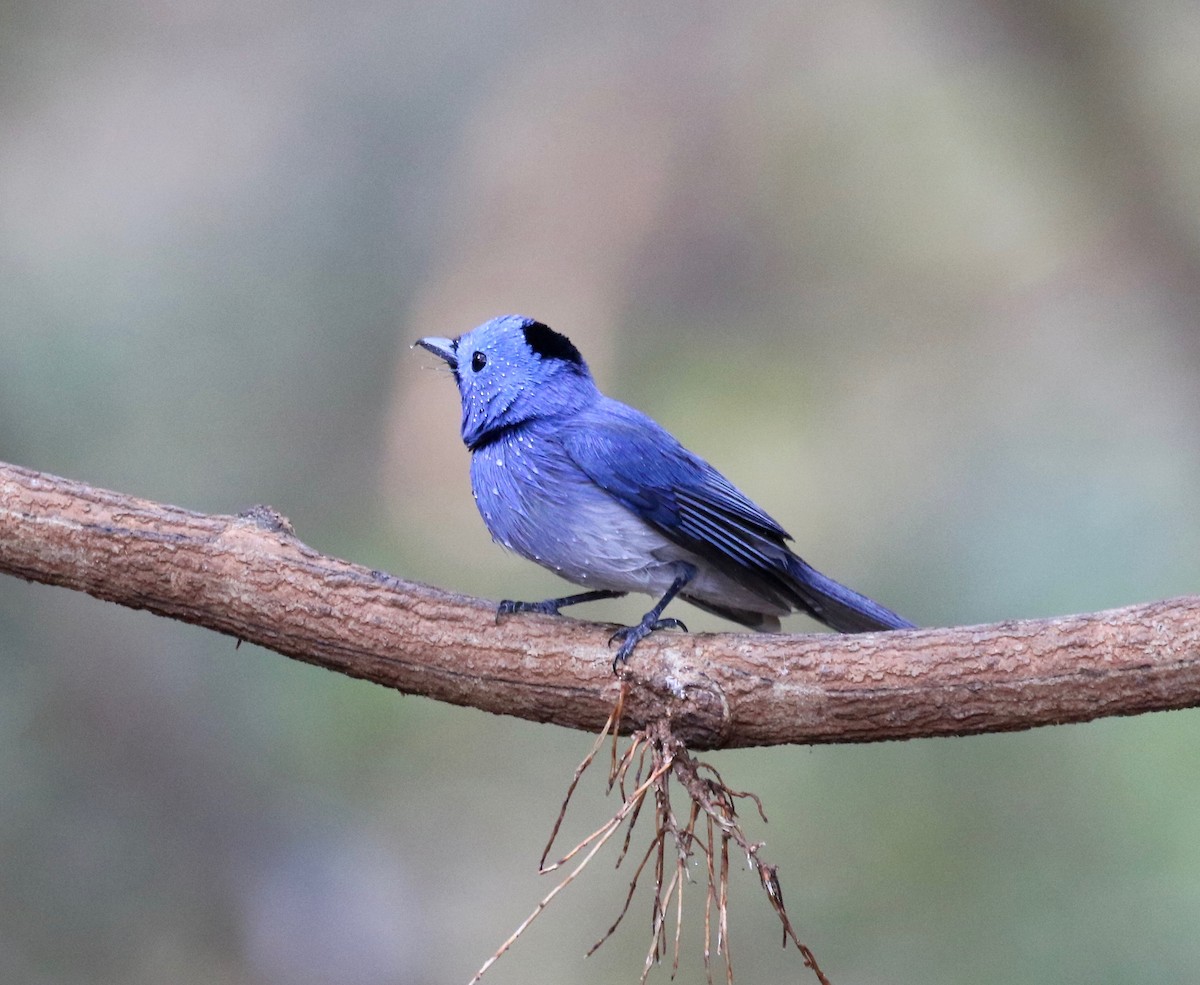 Black-naped Monarch - ML617069177