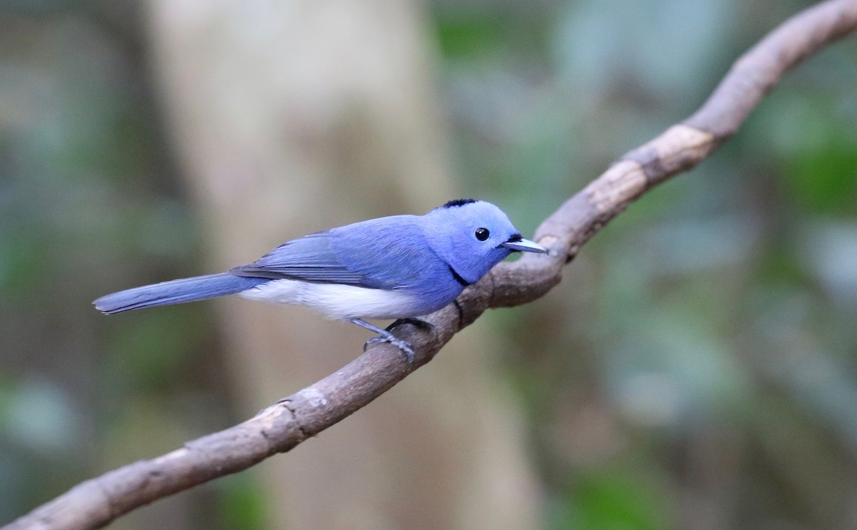 Black-naped Monarch - ML617069182