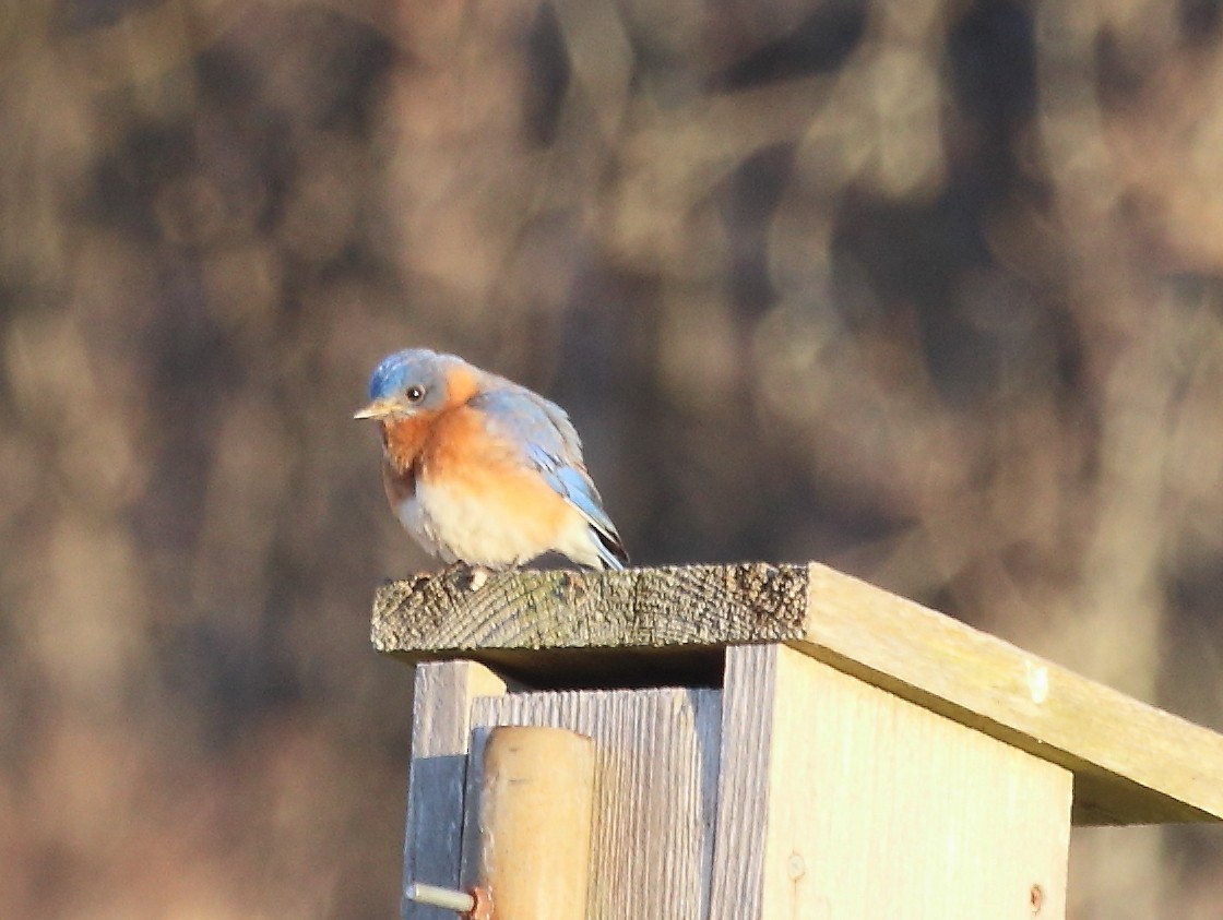 Eastern Bluebird - ML617069248