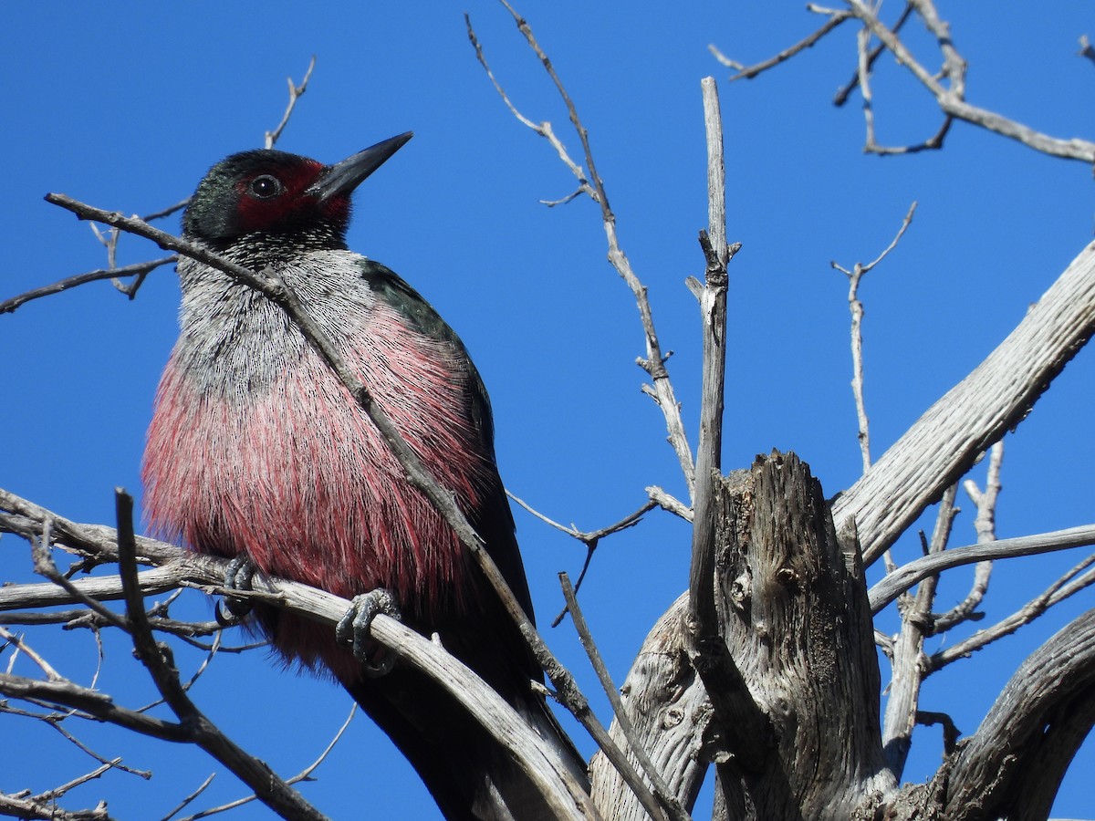 Lewis's Woodpecker - ML617069265