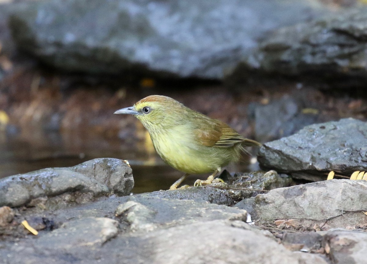 Pin-striped Tit-Babbler - ML617069280