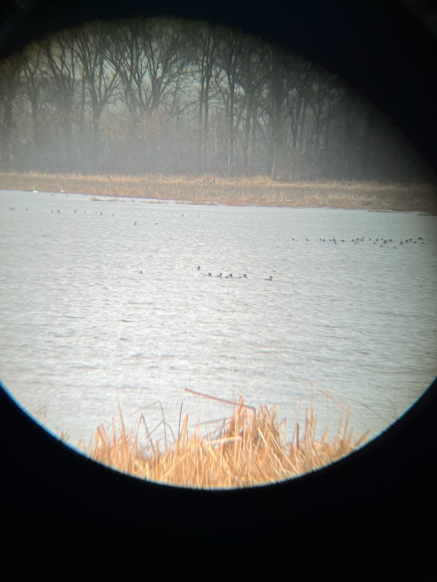 Lesser Scaup - ML617069315