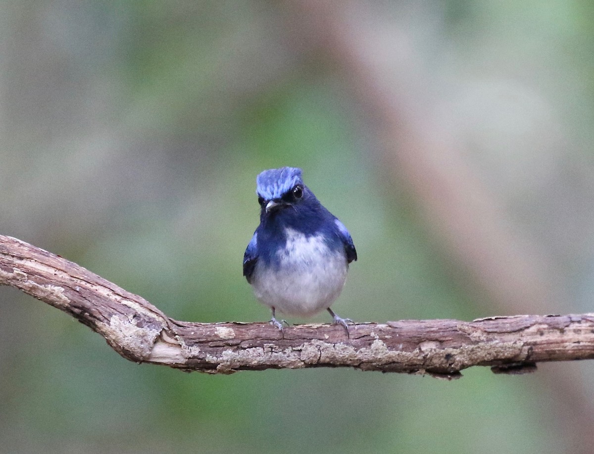 Hainan Blue Flycatcher - ML617069330