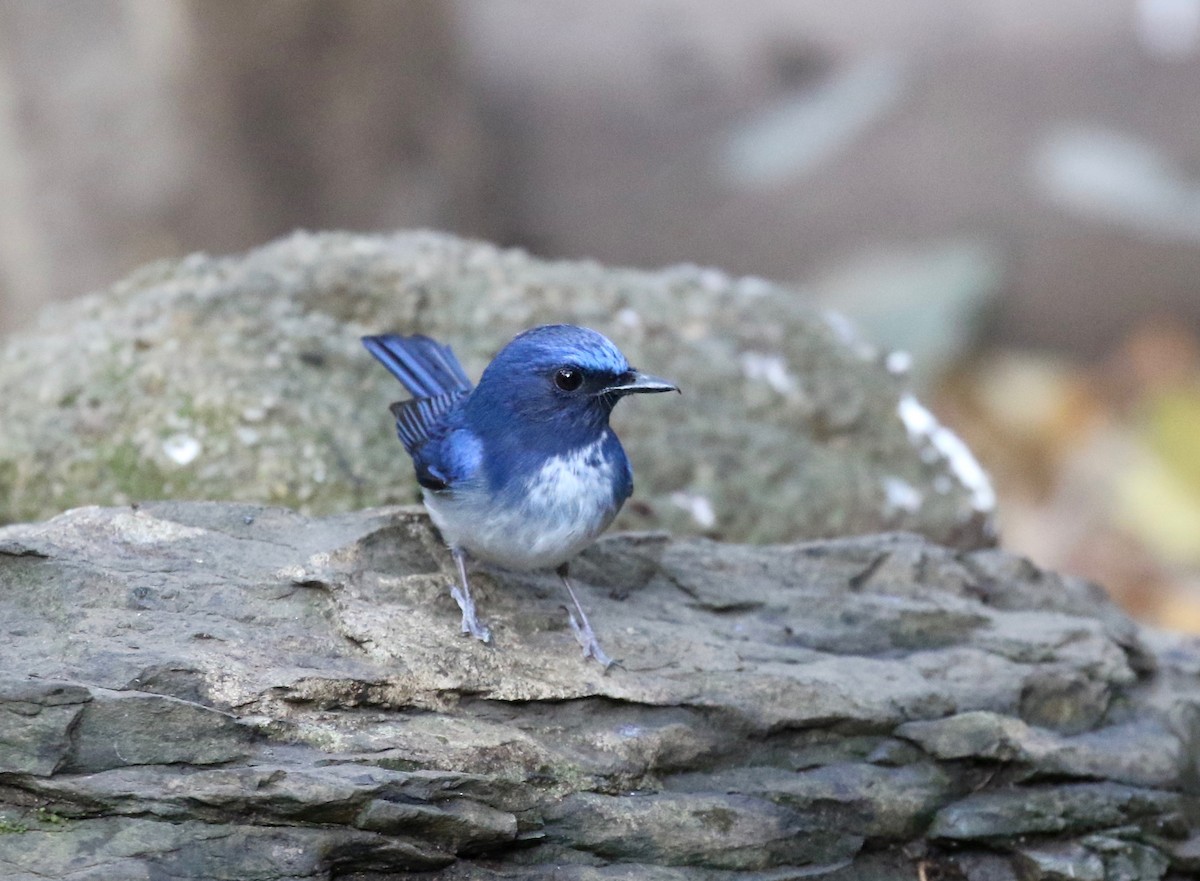 Hainan Blue Flycatcher - ML617069335