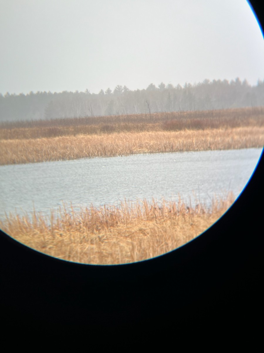 Bufflehead - ML617069339