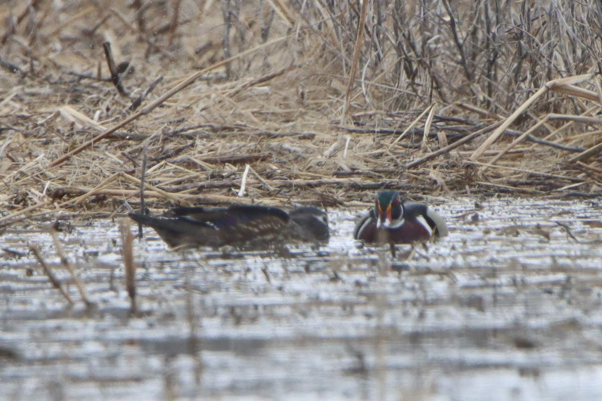 Wood Duck - ML617069349