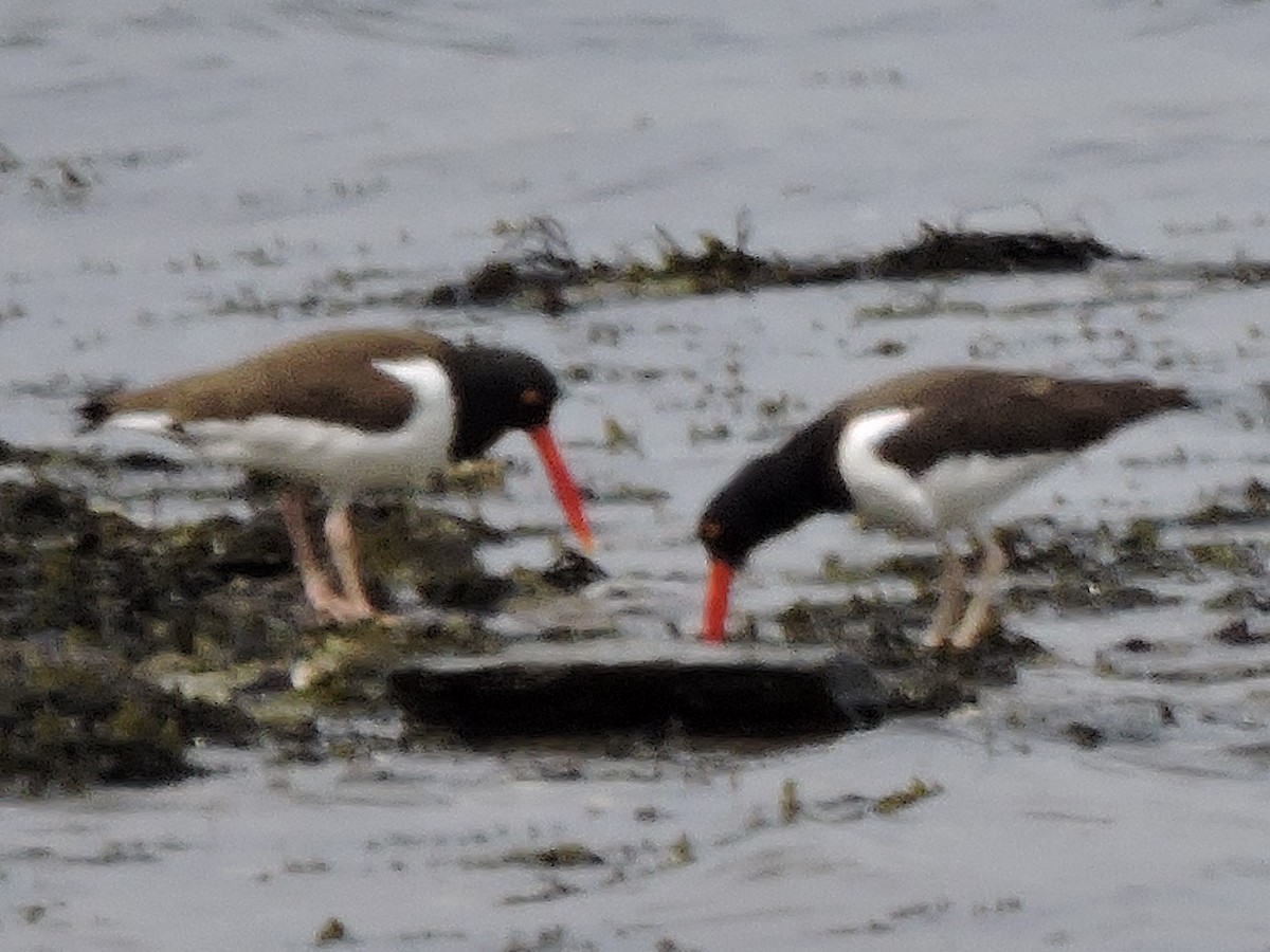 American Oystercatcher - ML617069360