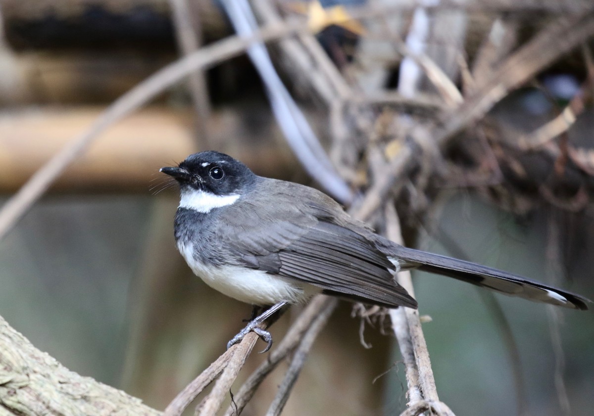 Malaysian Pied-Fantail - ML617069398