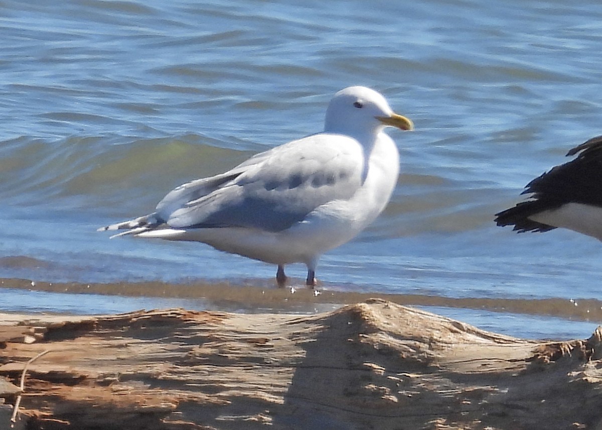 Iceland Gull (kumlieni) - Jean Iron