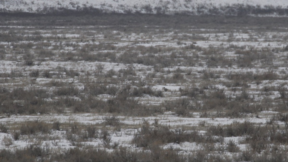 Greater Sage-Grouse - ML617069442