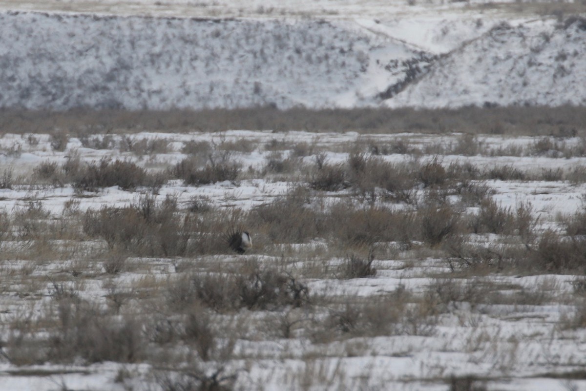 Greater Sage-Grouse - Alvan Buckley