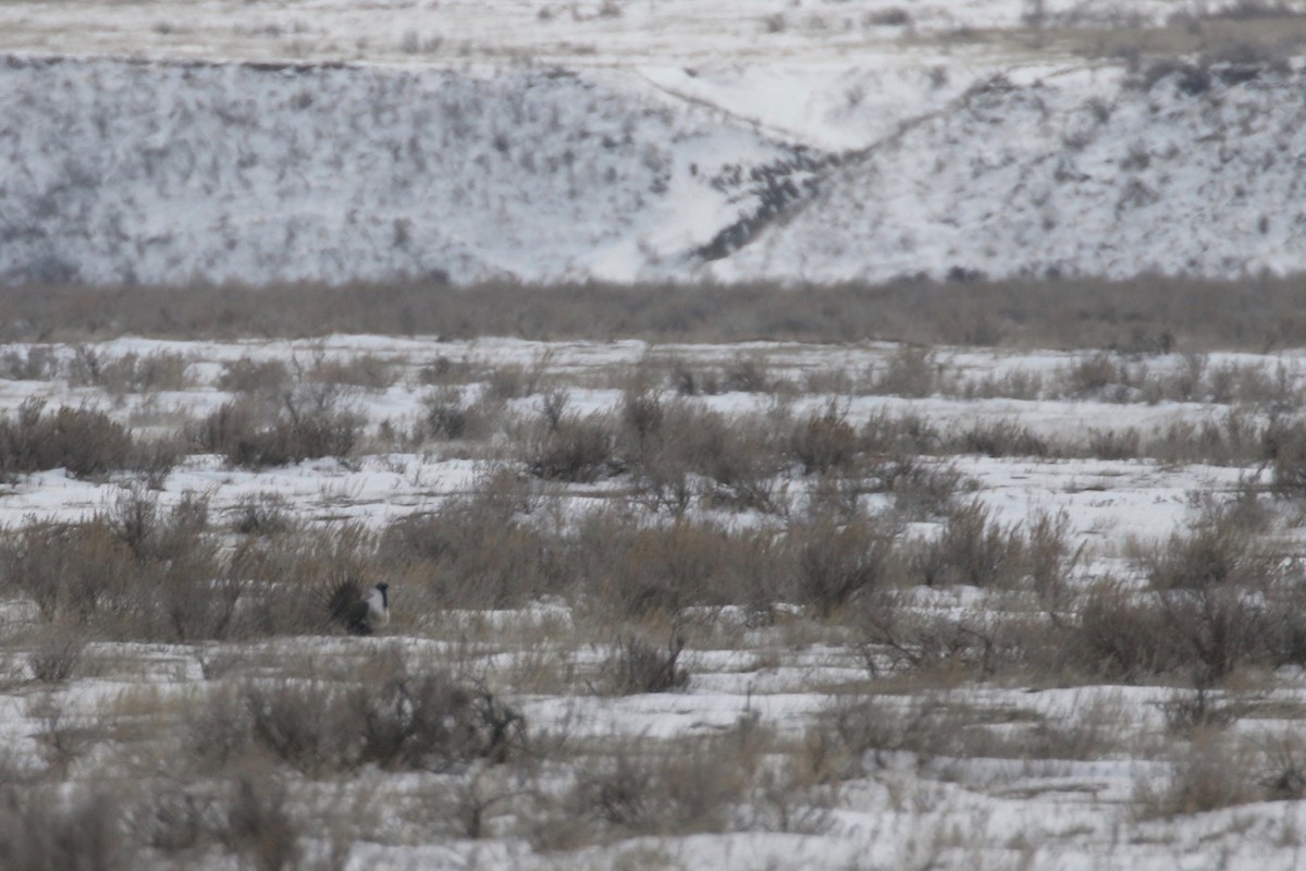 Greater Sage-Grouse - ML617069444