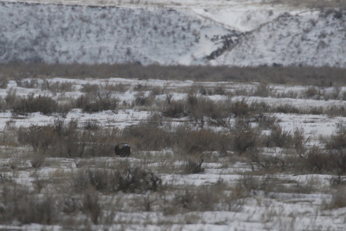 Greater Sage-Grouse - ML617069445