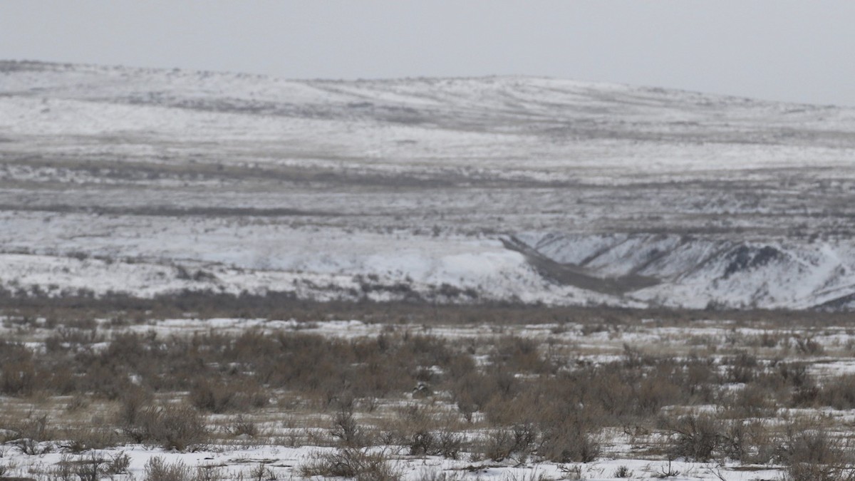 Greater Sage-Grouse - ML617069447