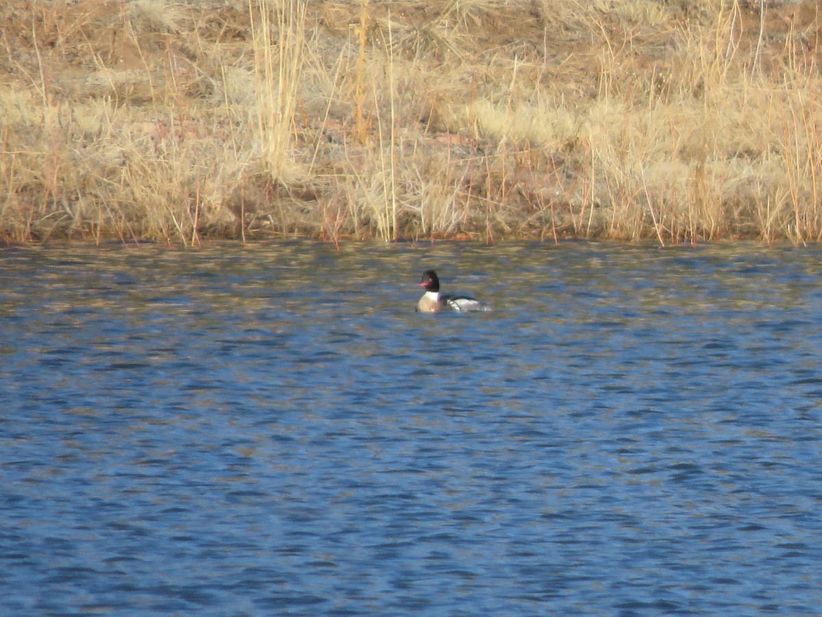 Red-breasted Merganser - ML617069450