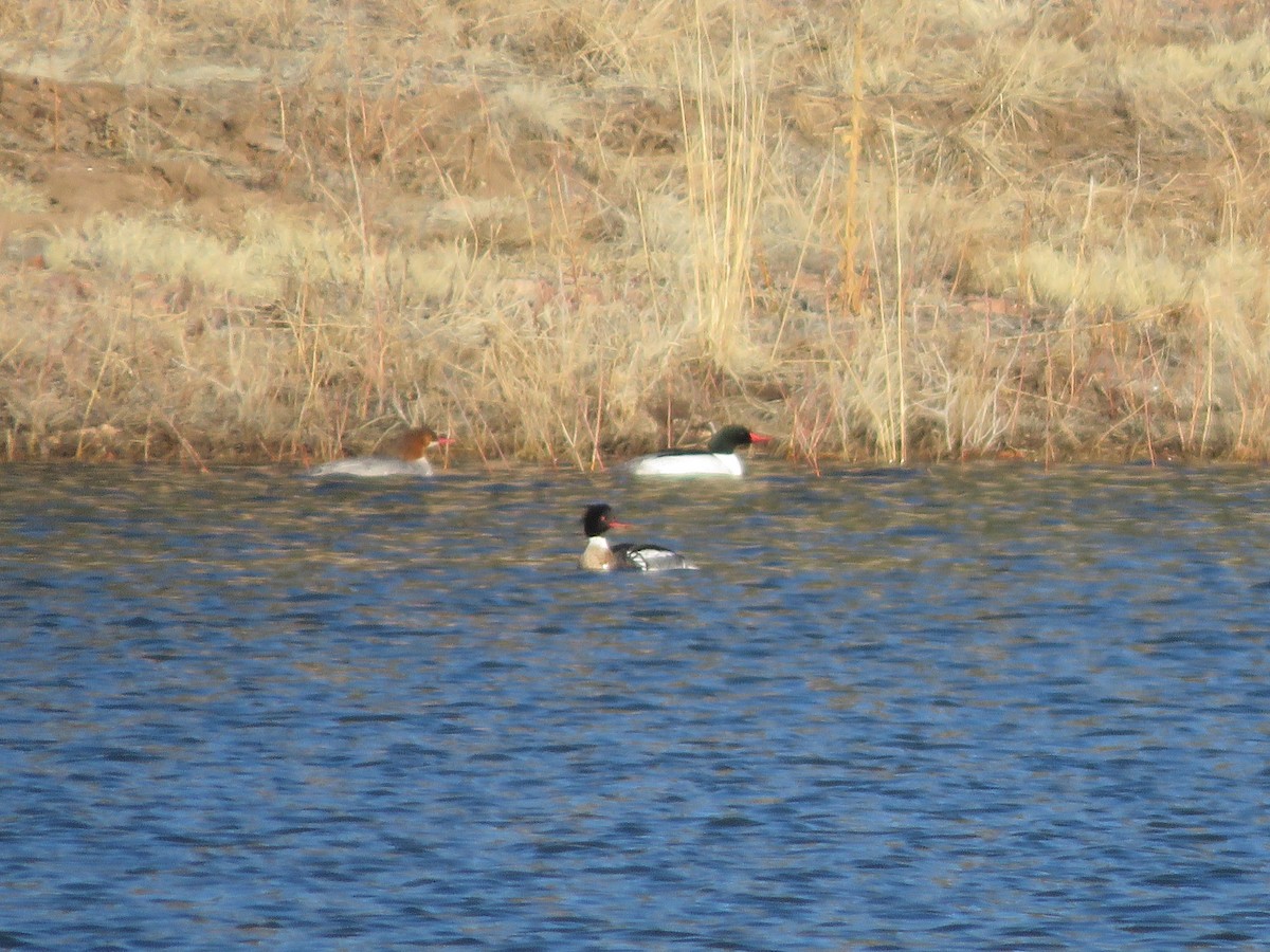 Red-breasted Merganser - ML617069451