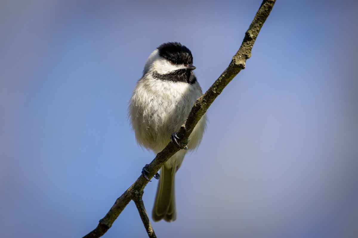 Carolina Chickadee - ML617069456